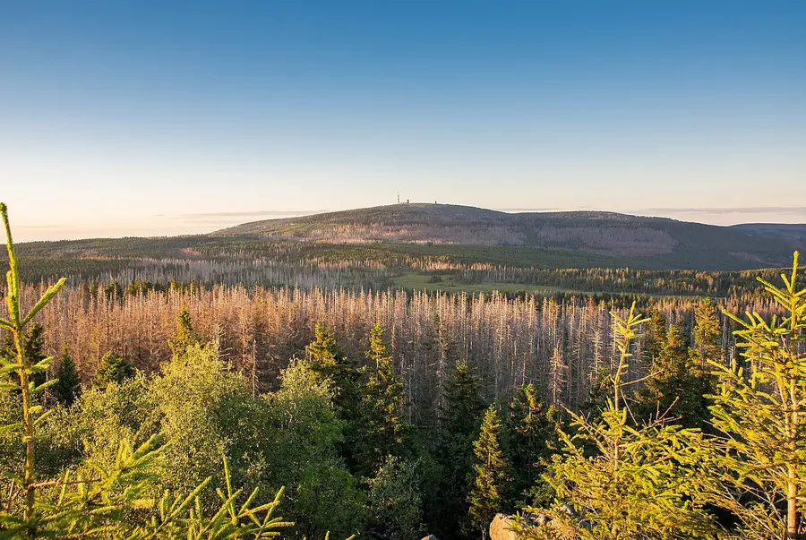 Waldlandschaft mit Gipfel des Brocken im Hintergrund