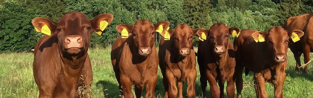 6 Kälber stehen auf einer Wiese