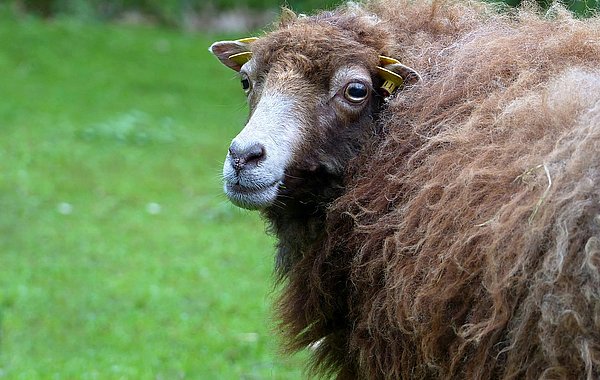 Wolliges Schaf auf der Weide