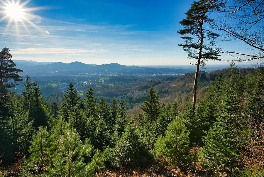 Nadelwald in der Sonne