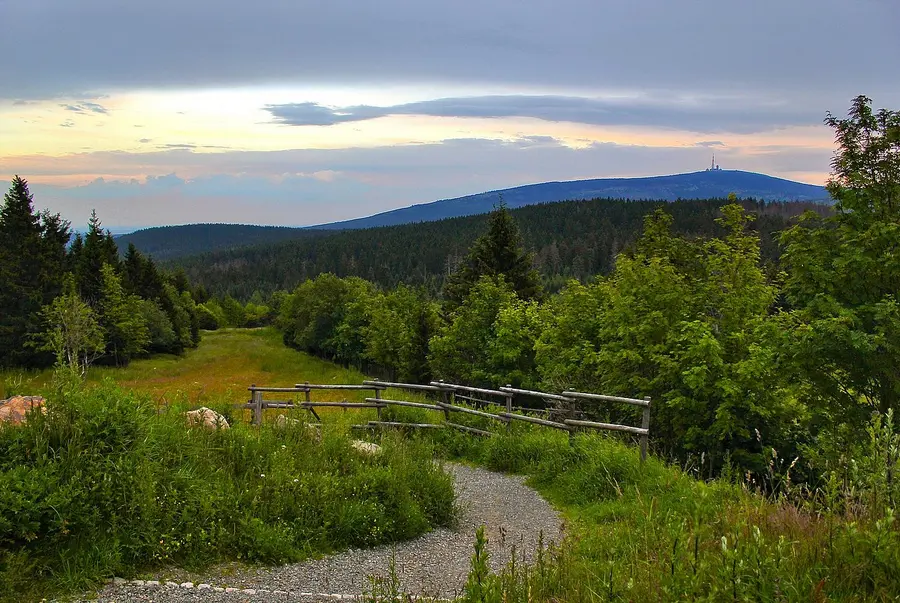 Wanderweg in der Waldlandschaft des Harz
