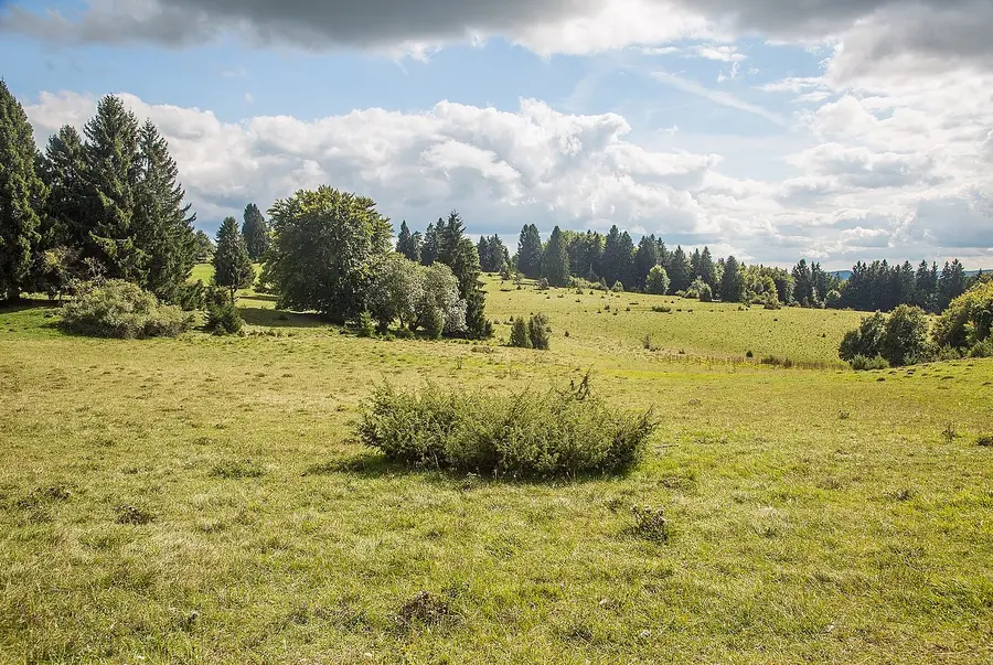 Wacholderheide