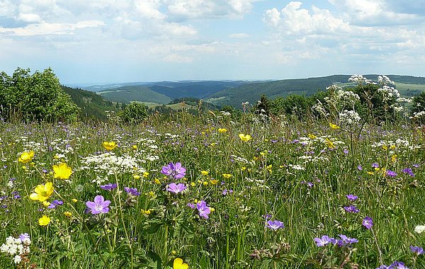 108_Ideenwettbewerb_2020_Blumenwiese ©LPV Thüringer Wald