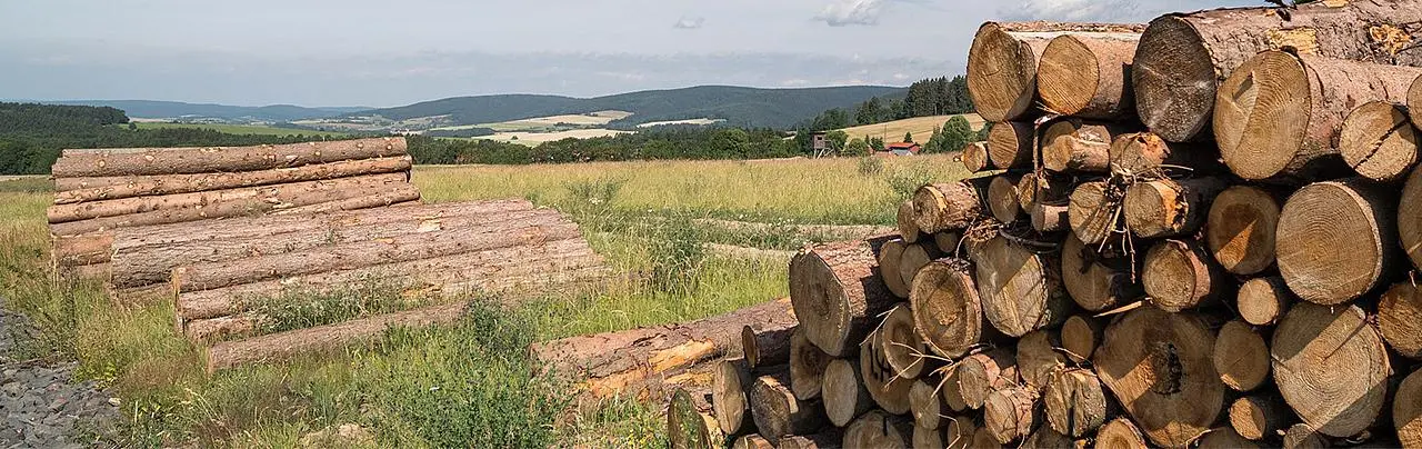 Aufgeschichtete Kieferbaumstämme am Wegesrand.