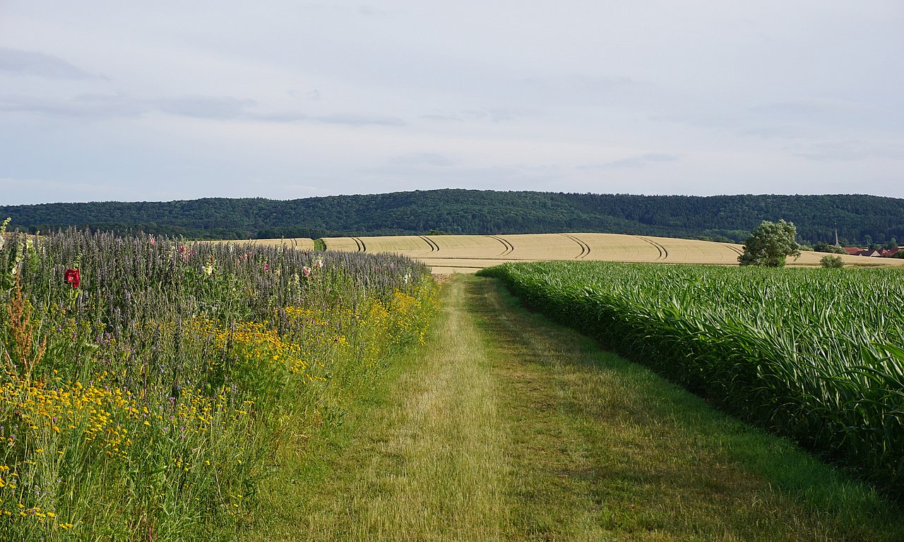 Blühwiese im Vergleich zu Mais