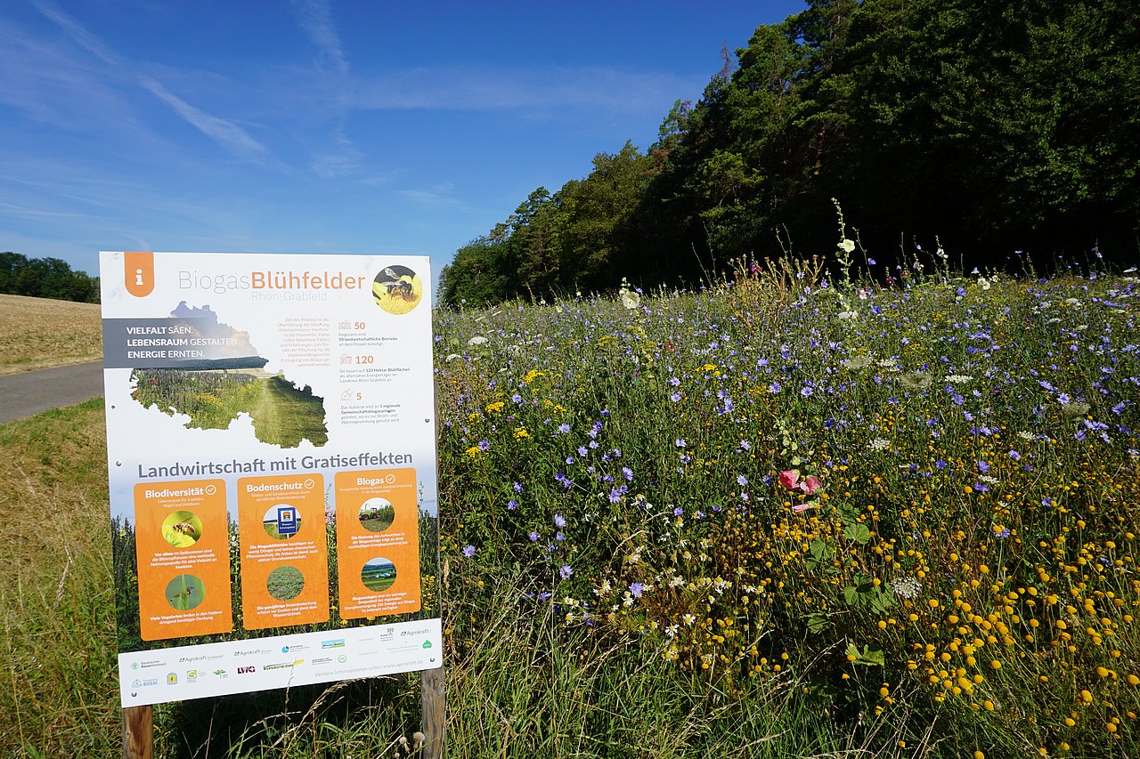 Blüwiese mit Erklärschild