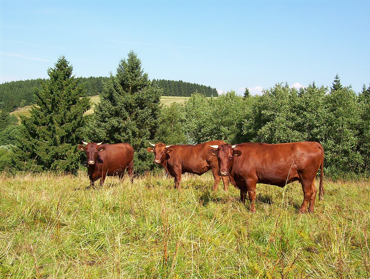 Kühe weiden auf einer Wiese