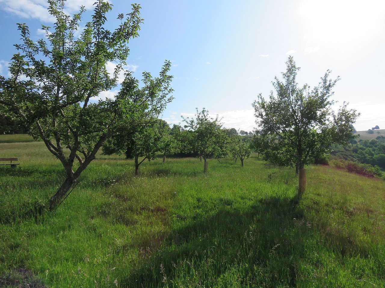 Wiese mit Obstbäumen