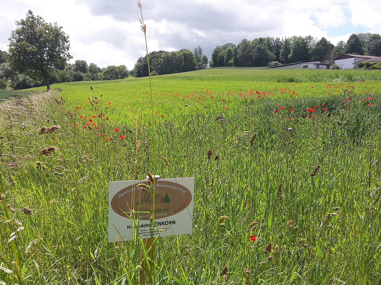 Feld mit Einkorn und Beikräutern